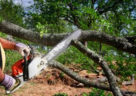 Reliable Oxford, MS Tree Removal and Landscaping Services Solutions